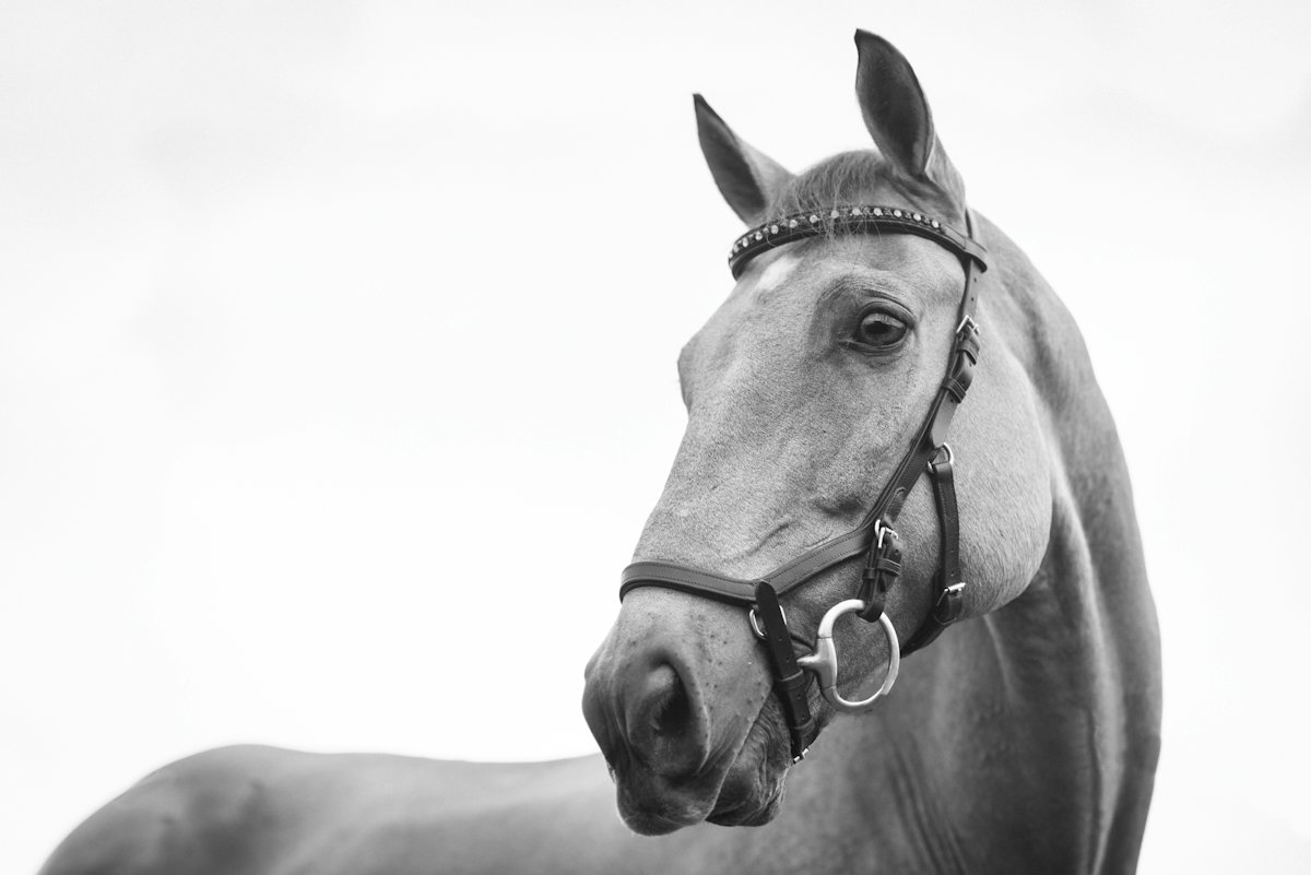 Junger Quarter Horse Wallach, cool im Kopf, Reining-Basics