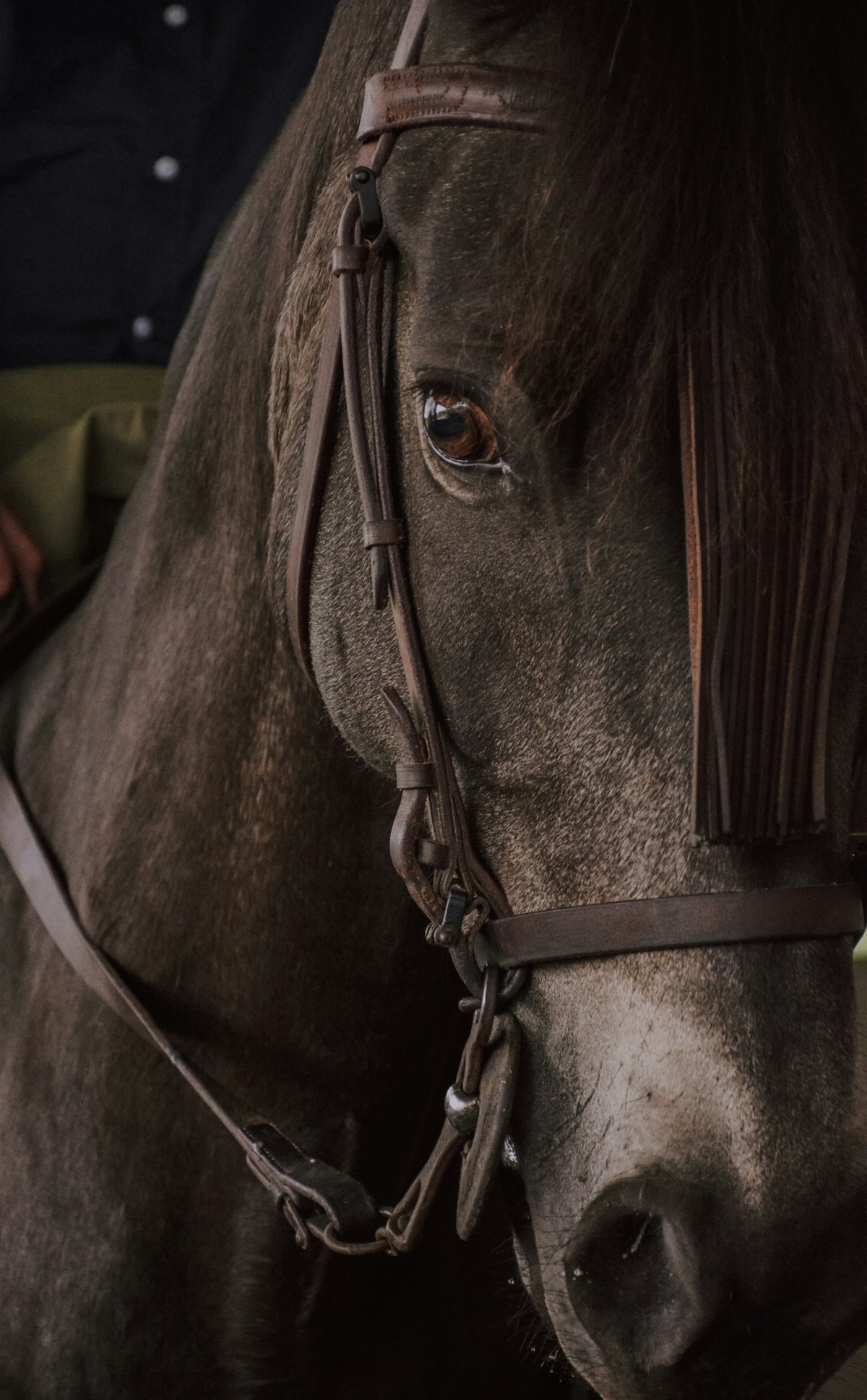 Reliable all-rounder for amateur riders, schoolmaster type